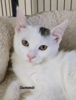 Rescue Domestic Short Hair Cats for Adoption in Cedar Rapids, Iowa - Summit | PetCurious