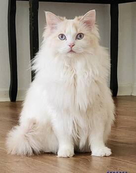 Domestic Long Hair Cats Available for Adoption in Rockaway, New Jersey - Isabella | PetCurious