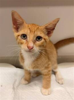 NICK -  Domestic Short Hair Cat for Adoption in Baytown, Texas - NICK | PetCurious