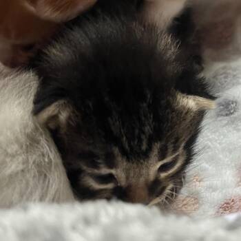 Trigger -  Domestic Short Hair Cat for Adoption in Priest River, Idaho - Trigger | PetCurious