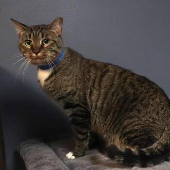 Cinnamon -  Domestic Short Hair Cat for Adoption in Lakeland, Florida - Cinnamon | PetCurious