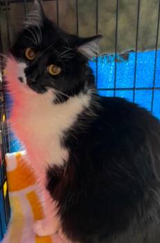Domestic Long Hair Cats Available for Adoption - HANNAH | PetCurious