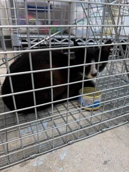Needmore 3 -  Domestic Short Hair Cat for Adoption in Morgantown, Kentucky - Needmore 3 | PetCurious