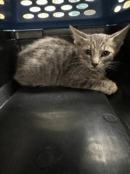 Tom Sawyer -  Domestic Short Hair Cat for Adoption in Sacramento, California - Tom Sawyer | PetCurious