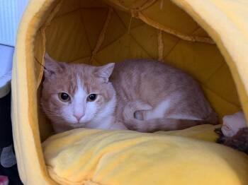 Domestic Short Hair Cats Available for Adoption - Dibs | PetCurious