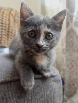Penelope -  Domestic Short Hair Cat for Adoption in San Diego, California - Penelope | PetCurious