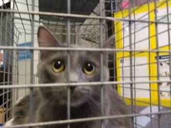 PEBBLE -  Domestic Short Hair Cat for Adoption in Tulsa, Oklahoma - PEBBLE | PetCurious