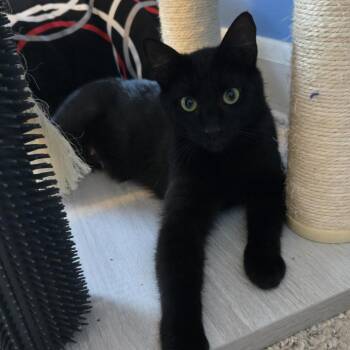 Jodie -  Domestic Short Hair Cat for Adoption in Baltimore, Maryland - Jodie | PetCurious