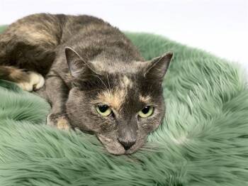 SAGE -  Domestic Short Hair Cat for Adoption in Fort Lauderdale, Florida - SAGE | PetCurious