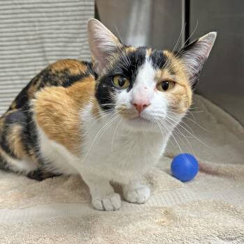 Rescue Domestic Short Hair Cats for Adoption in Hailey, Idaho - Fable | PetCurious