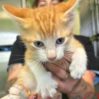 Domestic Short Hair Cats Available for Adoption in Emporia, Kansas - Porky Pig | PetCurious