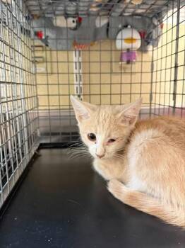 TATOR -  Domestic Short Hair Cat for Adoption in Fort Myers, Florida - TATOR | PetCurious