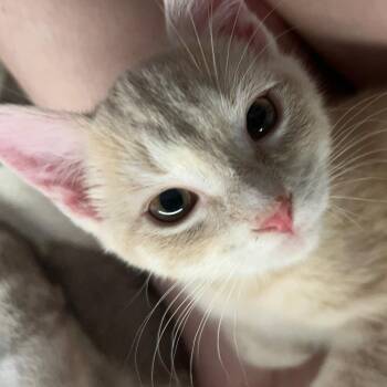 Braxton -  Domestic Short Hair Cat for Adoption in Fairfax Station, Virginia - Braxton | PetCurious