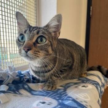 Rescue Domestic Short Hair Cats for Adoption in Hawthorne, California - Matilda | PetCurious