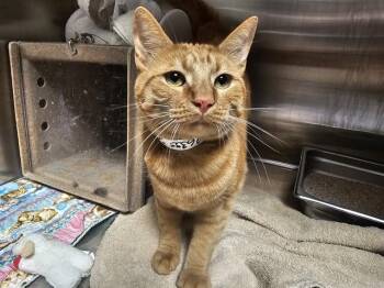 KODA -  Domestic Short Hair Cat for Adoption in Pueblo, Colorado - KODA | PetCurious