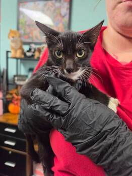May -  Domestic Short Hair Cat for Adoption in Rockport, Texas - May | PetCurious