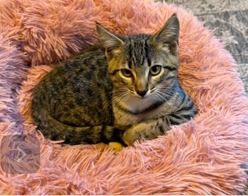 Rescue Domestic Short Hair Cats for Adoption in Naugatuck, Connecticut - Hamilton - BONDED PAIR | PetCurious