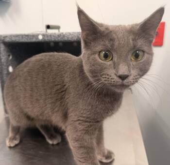 Vivienne -  Domestic Short Hair Cat for Adoption - Vivienne | PetCurious