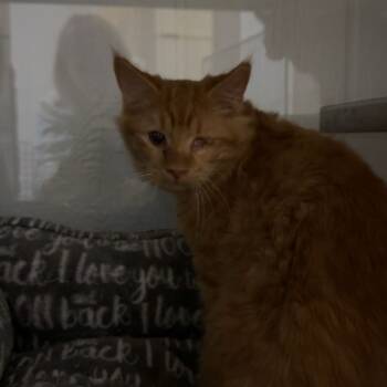 Rescue Domestic Medium Hair Cats for Adoption in Glenwood, Minnesota - Cheese *STRAY* | PetCurious