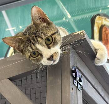 Connor 2.26.26 -  Domestic Short Hair Cat for Adoption in Apopka, Florida - Connor 2.26.26 | PetCurious