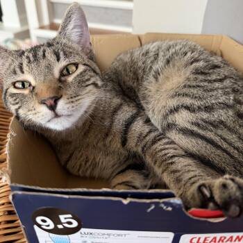 Domestic Short Hair Cats Available for Adoption in Seneca, South Carolina - Waz | PetCurious