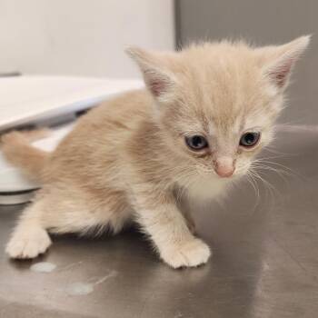 Funnel Web Spider -  Domestic Medium Hair Cat for Adoption in Charleston, West Virginia - Funnel Web Spider | PetCurious