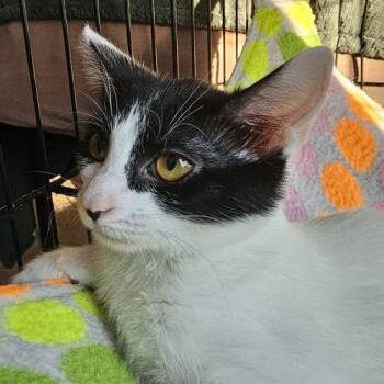 Stella -  Domestic Short Hair Cat for Adoption in Knoxville, Tennessee - Stella | PetCurious