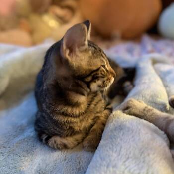 Samosa -  Domestic Short Hair Cat for Adoption in Liverpool, Texas - Samosa | PetCurious