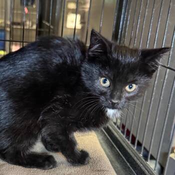 Domestic Short Hair Cats Available for Adoption in Saginaw, Michigan - Sable | PetCurious