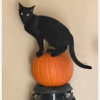 Salem -  Domestic Short Hair Cat for Adoption in NEW PT RICHEY, Florida - Salem | PetCurious