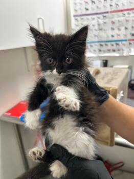Sylvie -  Domestic Medium Hair Cat Available for Adoption in Chico, California - Sylvie | PetCurious