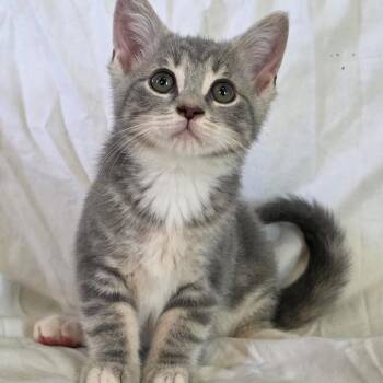 Bluebell -  Domestic Short Hair Cat for Adoption in Granville, Ohio - Bluebell | PetCurious