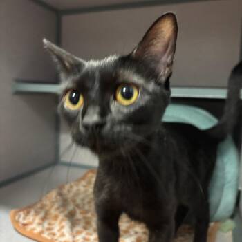 Stella -  Domestic Short Hair Cat for Adoption in Port Charlotte, Florida - Stella | PetCurious