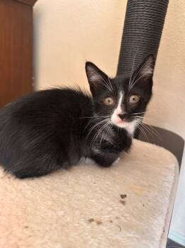 Rescue Domestic Short Hair Cats for Adoption in San Antonio, Texas - Gomez | PetCurious