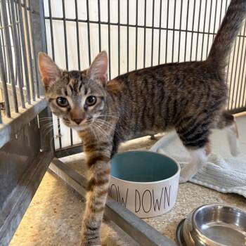 Mimi -  Domestic Short Hair Cat for Adoption in Goleta, California - Mimi | PetCurious
