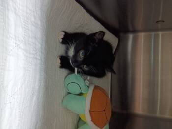 Runty -  Domestic Short Hair Cat for Adoption in Diamond Springs, California - Runty | PetCurious