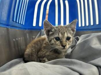 A383860 -  Domestic Short Hair Cat for Adoption in Ocala, Florida - A383860 | PetCurious