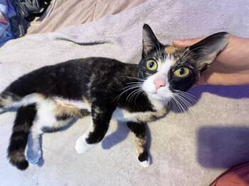 Agnes -  American Shorthair Cat for Adoption in New York, New York - Agnes | PetCurious
