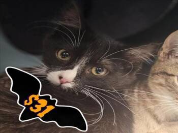 Rescue Domestic Short Hair Cats for Adoption in Santa Cruz, California - MICHELLE* | PetCurious