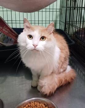 Domestic Medium Hair Cats Available for Adoption - Farrah | PetCurious
