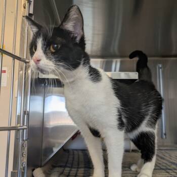 Rescue Domestic Short Hair Cats for Adoption in Manhattan, Kansas - Emmie | PetCurious