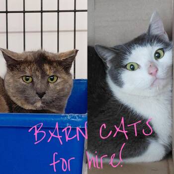 Domestic Short Hair Cats Available for Adoption - BARN CATS - Norah And Frannie  | PetCurious