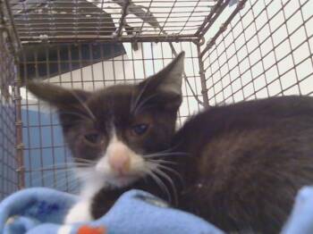 A921824 -  Domestic Short Hair Cat for Adoption in Sacramento, California - A921824 | PetCurious