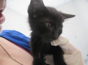 KENNY ROGER -  Domestic Short Hair Cat for Adoption in Ocala, Florida - KENNY ROGER | PetCurious