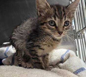 Dolly -  Domestic Short Hair Cat for Adoption in Hollister, California - Dolly | PetCurious