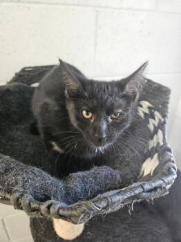 Shadow -  Domestic Short Hair Cat for Adoption in Ontario, California - Shadow | PetCurious
