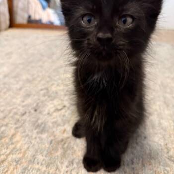 Blacky -  Domestic Medium Hair Cat Available for Adoption in Missoula, Montana - Blacky | PetCurious
