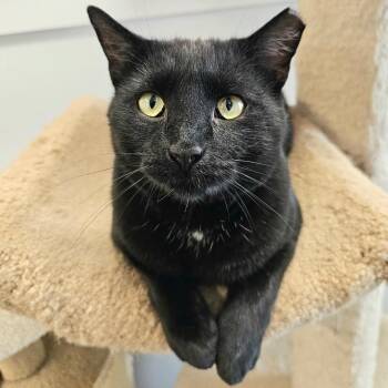 Domestic Short Hair Cats Available for Adoption in Waynesville, North Carolina - Blackie | PetCurious