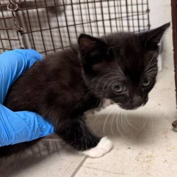 Quarter -  Domestic Short Hair Cat for Adoption in Philadelphia, Pennsylvania - Quarter | PetCurious