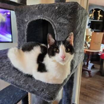 Piper ARC2026-237 -  Domestic Short Hair Cat for Adoption in Akron, New York - Piper ARC2026-237 | PetCurious